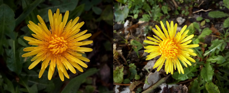 [Two photos spliced together. They are both a close view of a yellow daisy-like flower with probably at least 40 thin yellow petals. In the center of each are what appear to be curled petals that have not yet opened in a ball-like clump. The image on the left has more petals unfurled than the flower on the flower on the right.]